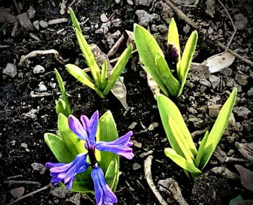 Flowers growing out of dead earth