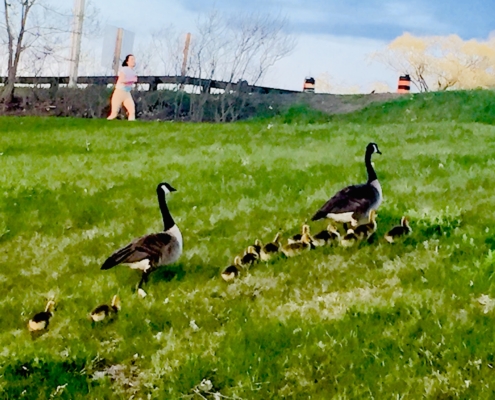 Geese, goslings, jogger