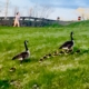 Geese, goslings, jogger